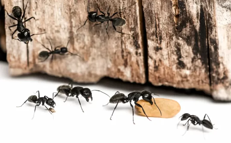 Ant Control Services in Bakersfield, CA