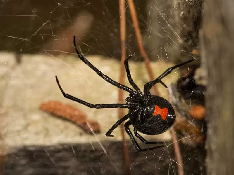 Visit Never Pests - Pest Control in Bakersfield, California