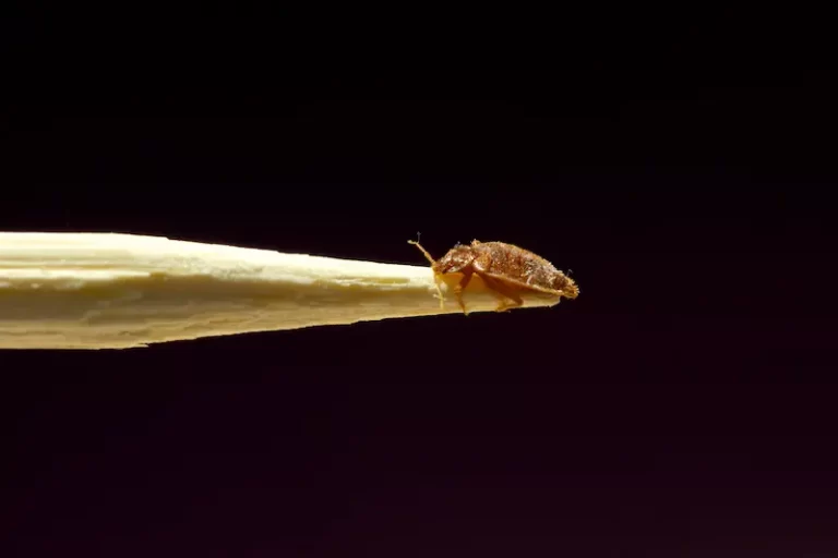 Tick Control Services in Bakersfield, CA
