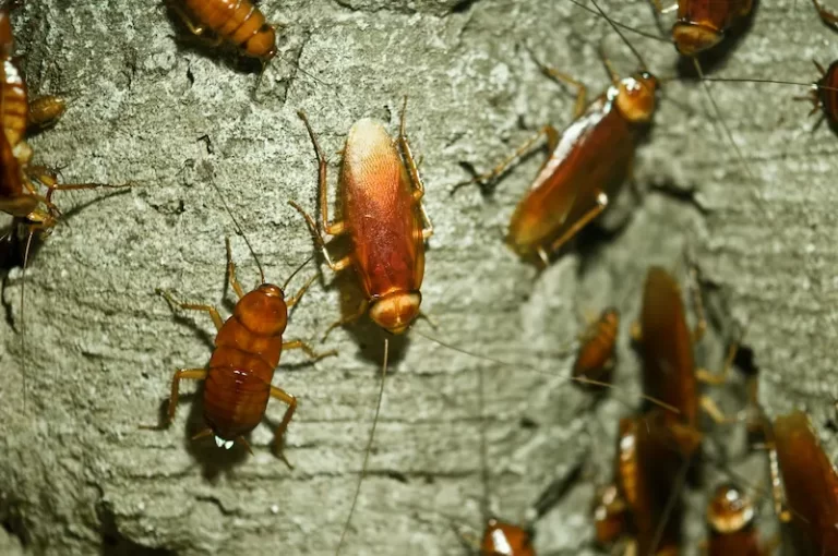 Cockroach Control Services in Bakersfield, CA