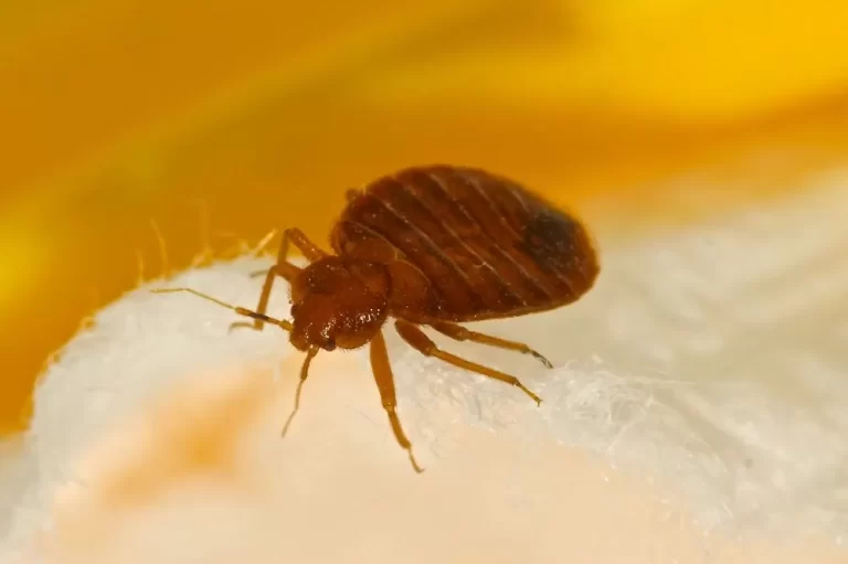 Flea Control Services in Bakersfield, CA