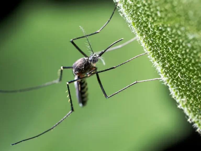 Mosquito Control Services in Bakersfield, CA