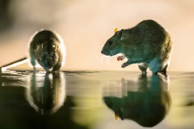Rat Control Services in Bakersfield, CA