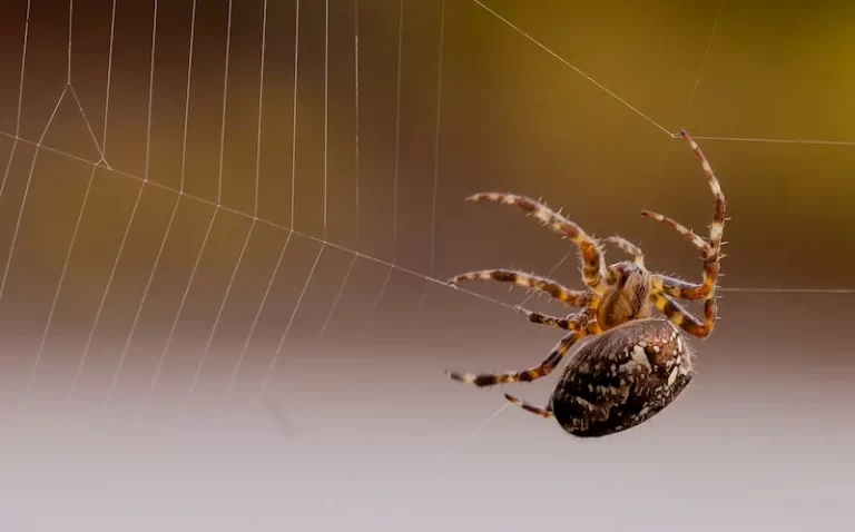 Spider Control Services in Bakersfield, CA