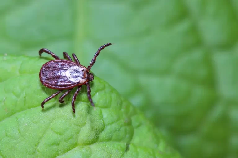Tick Control Services in Bakersfield, CA